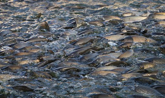 魚塘養(yǎng)什么魚好？魚養(yǎng)殖推薦（1）